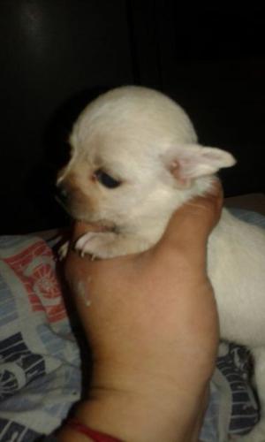 Chihuahua machito 2