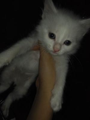 Se vende gato angora turco