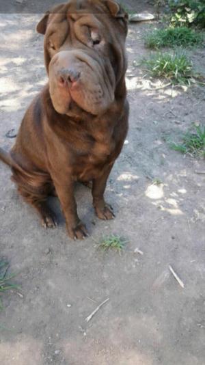 Sharpei Macho Chocolate 13 meses EFECTIVO sin fca