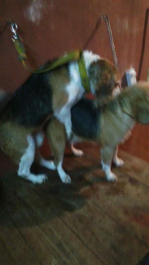 Vendo beagles macho y hembra