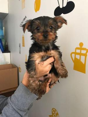 cachorros yorkshire mini