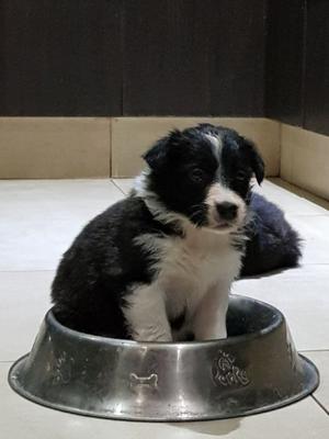 BORDER COLLIE NEGROS, MIRLO Y CHOCOLATE