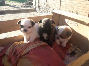 Cachorritos shitzu hermosos