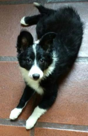 Cachorros Border Collie