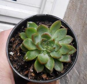 Echeveria texensis maceta 10