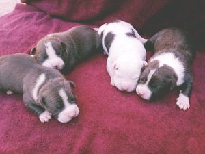 cachorros pitbull disponibles