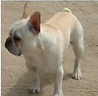 vendo bulldog frances hembra adulta castrada