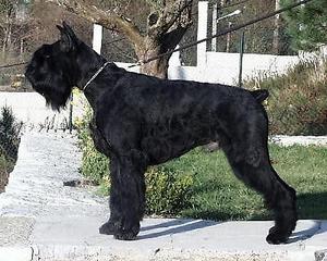 vendo schnauzer gigante