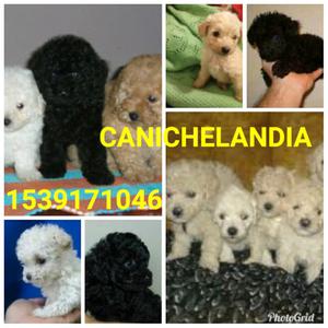 Canchelandia tus cachorros