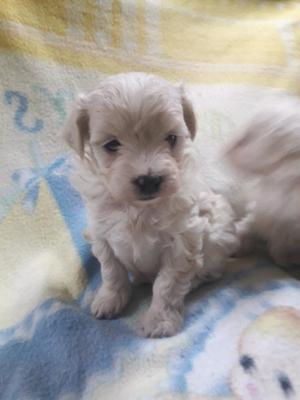 Caniche toy hembrita