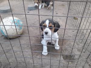 Beagles cachorro. Regala dia del niño