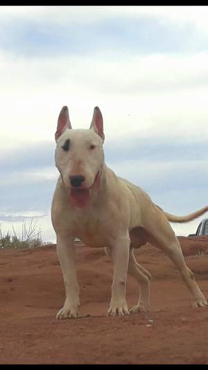 Busco novia bull terrier