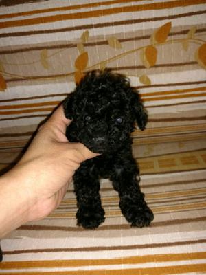 Caniche micro toy negra