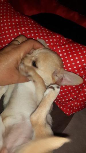 Chihuahua hembra 3 meses