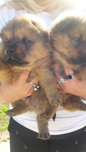 Chow chow hembra y macho