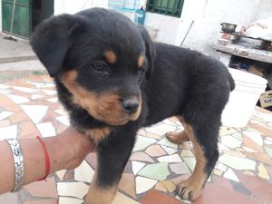 Rottweiler hembras y macho