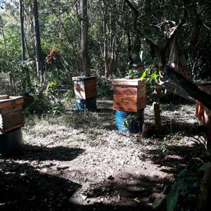 Vendo cajón con abejas