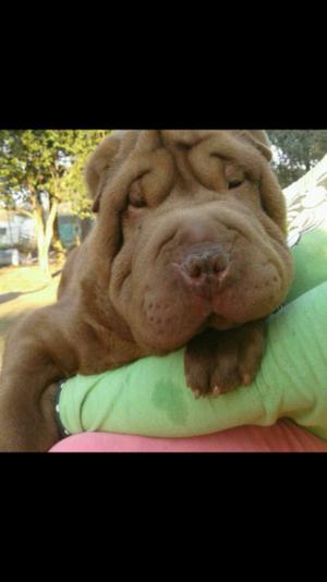 Sharpei macho chocolate 13 meses Efectivo