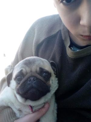 Vendo cachorra pug carlino