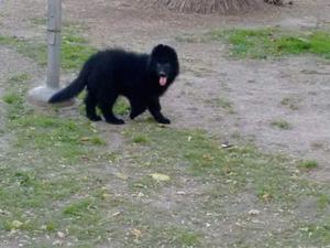 CACHORROS OVEJEROS BELGAS