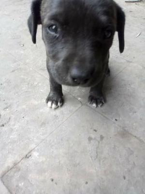 Cachorras pitbull 4