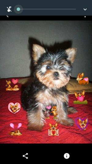 Cachorro de yorkshire precioso mini con fca.