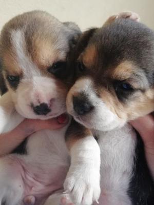 Cachorros Beagle tricolor