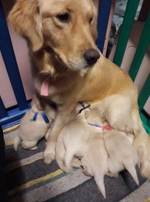 Cachorros golden retriever