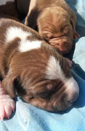 Cachorros pitbull disponibles!