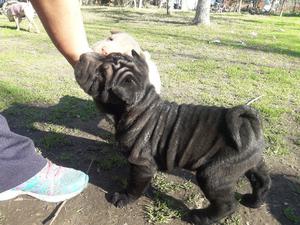 Cachorros shar pei