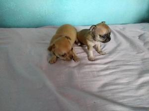 Chihuahua Mini Mini Machos, Hembras y exóticos