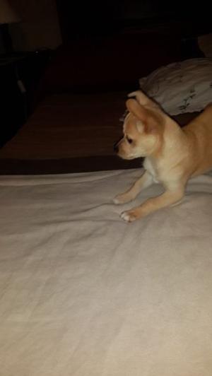 Chihuahua hembra 3 meses