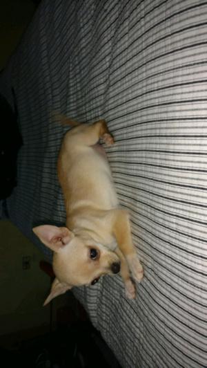 Chihuahuas hembra mini de bolsillo