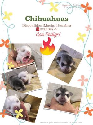Chihuahuas machos hembras desde 7 mil