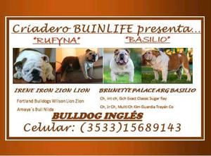 Criadero BUINLIFE!! Bulldog inglés.