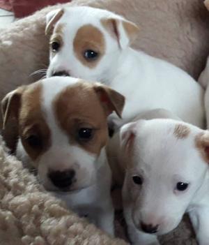 EXCELENTES CACHORROS JACK RUSSELL CON PEDIGREE FCA