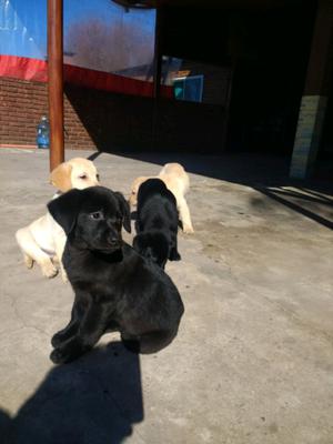 Labradors hembra negra