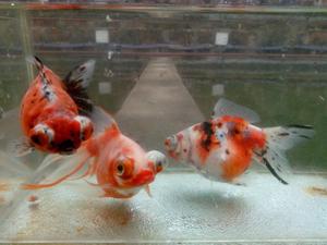 Peces De Agua Fria Goldfish Reproductores