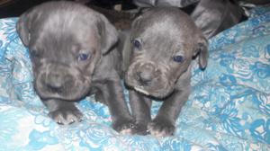 Cane corso griz 28 dias