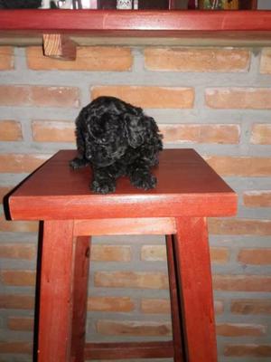 Caniche hembra negra azabache