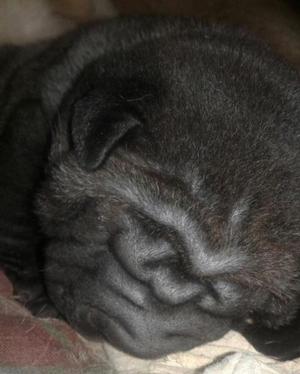 shar pei listos para reservar