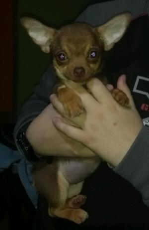 Chihuahua hembra chocolate