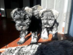 Cachorro mini schnauzer