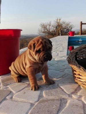 Cachorros Shar pei