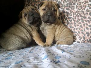 Cachorros shar pei