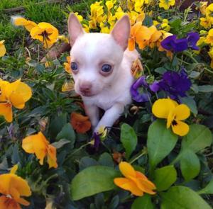 Chihuahua mini de bolsillo