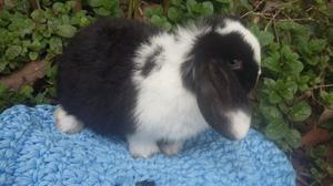 Conejitos holland lop