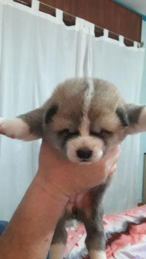 Vendo dos cachorros hembras Akita Inu