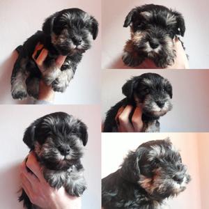 Cachorros Schnauzer Miniatura con FCA disponibles para