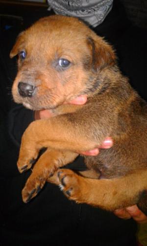 Cachorros pitbull crusa rotwayler nacieron el 14 de julio